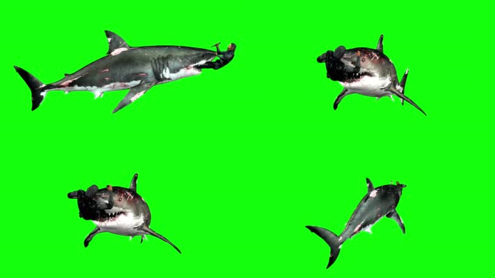 大白鲨绿屏 (3)