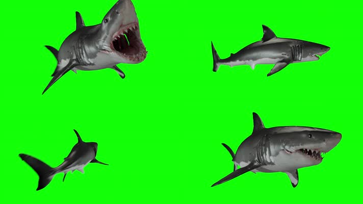 大白鲨绿屏 (5)