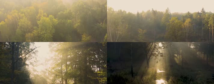 森林太阳光线，森林树林，太阳光芒