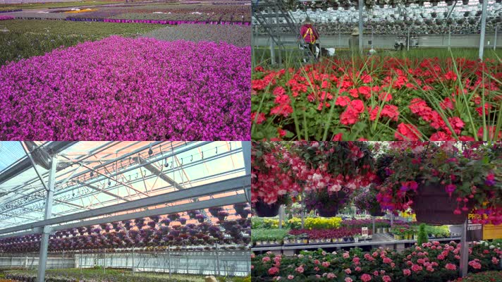 大棚鲜花，鲜花温室，花农种花花店卖花