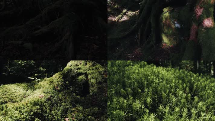 森林苔藓，青苔潮湿，自然生态