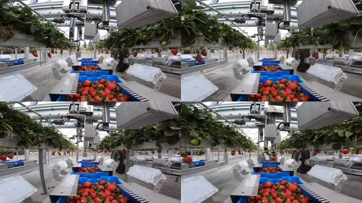 机器人采摘草莓，农业自动化