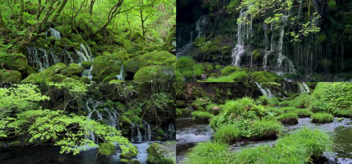森林苔藓，青苔潮湿，自然生态