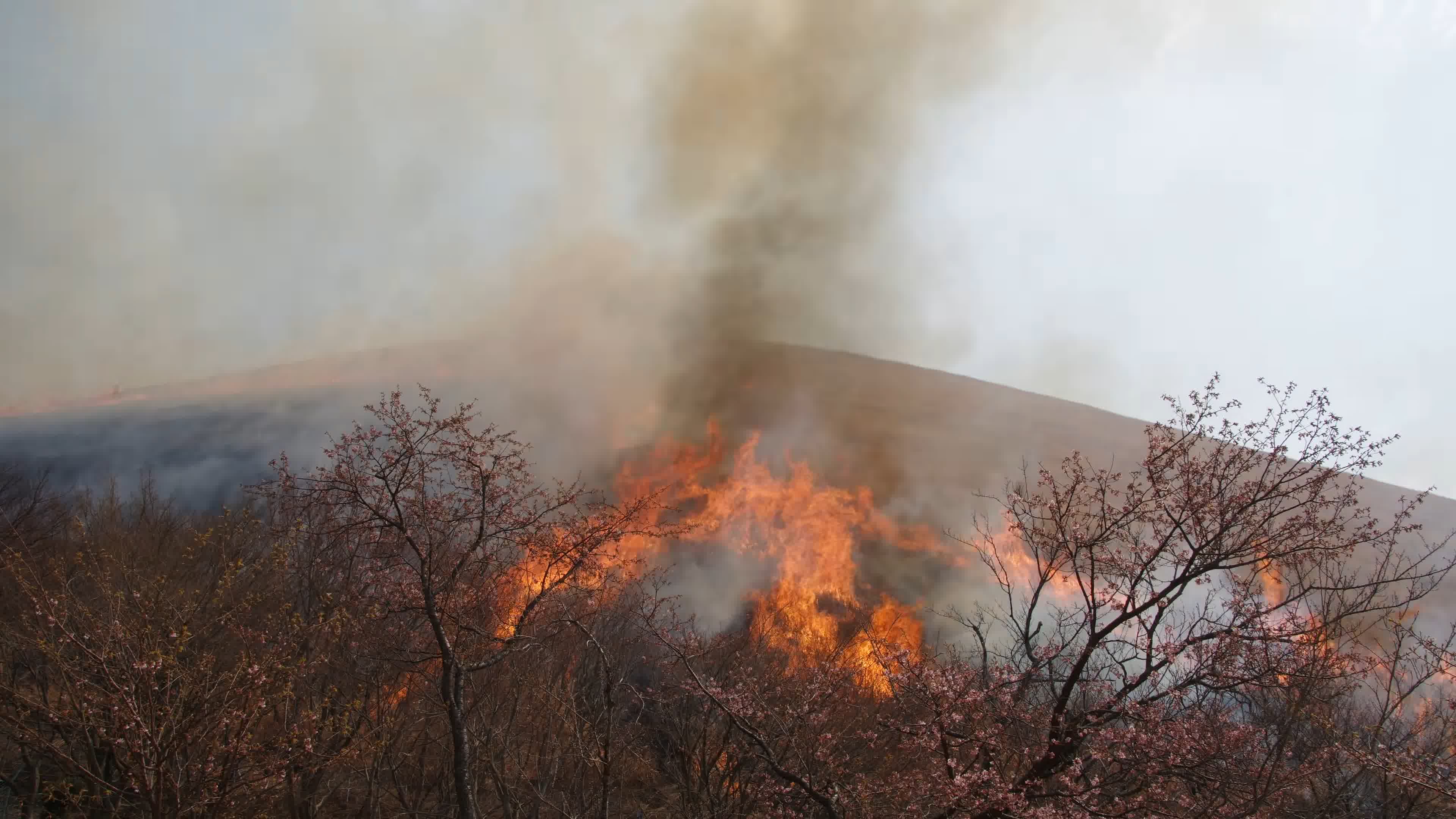 澳大利亚遭受火灾破坏的森林正在恢复 - 听力课堂