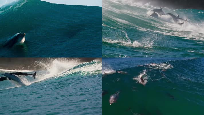 海豚翻越巨浪