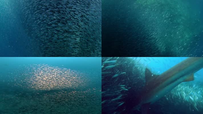 海中鱼群