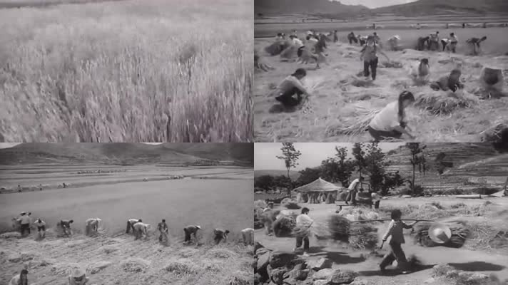 60年代知青秋收割小麦-建设兵团