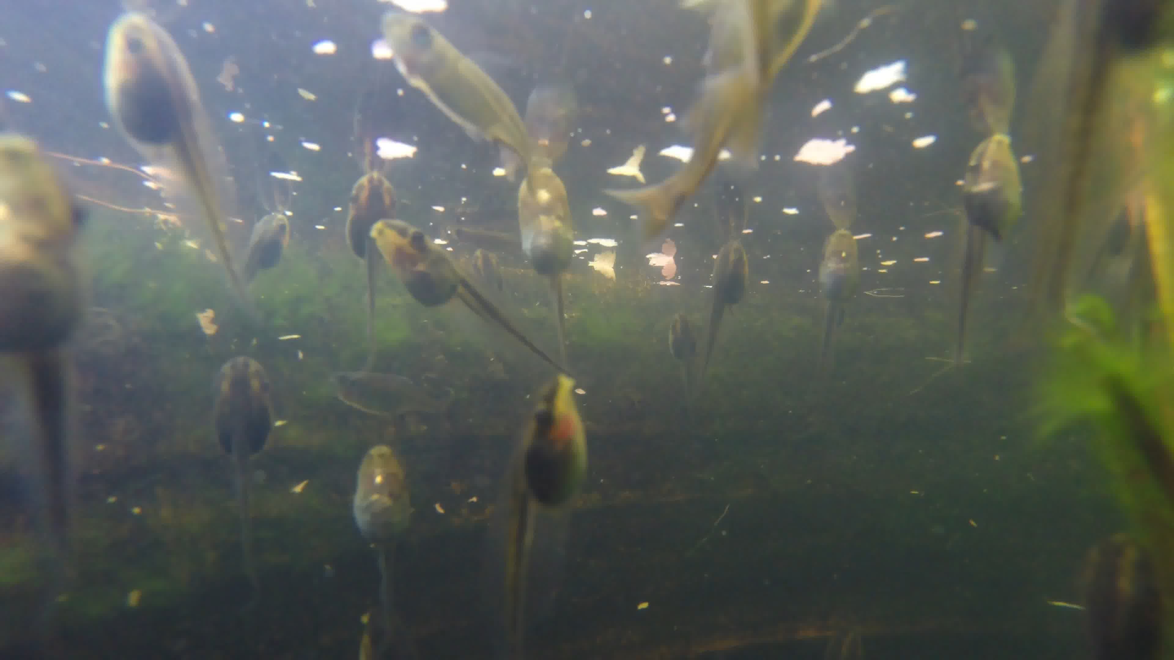 科学网—池塘里的蝌蚪 - 王栋的博文
