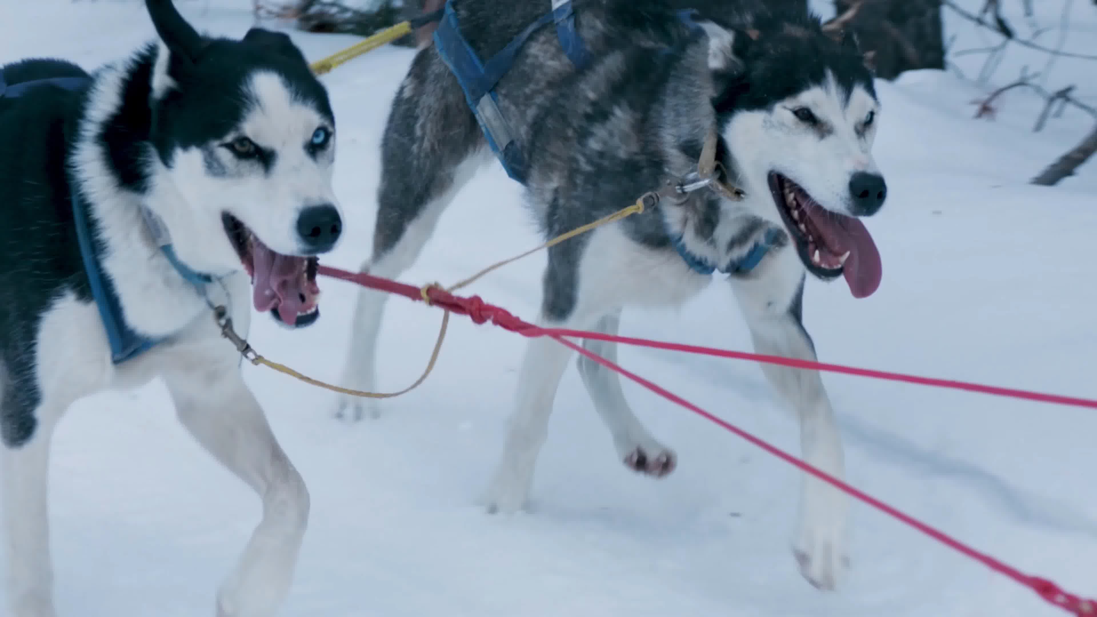 哈士奇雪橇犬电影图片