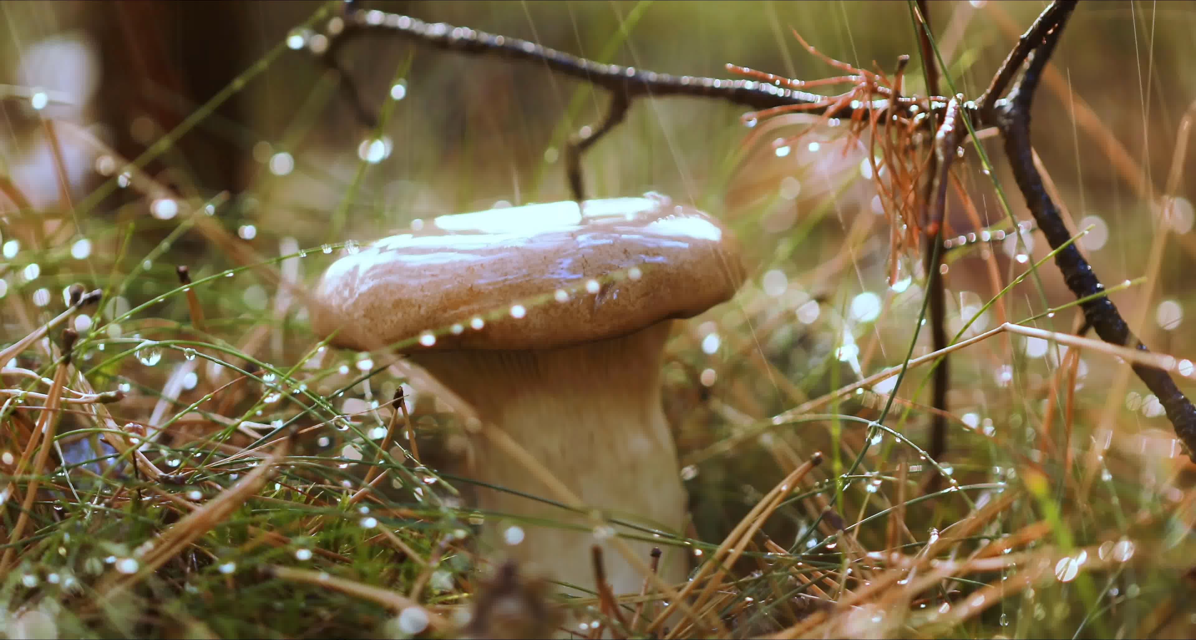 唯美雨景春雨下雨生机勃勃蘑菇菌类视频素材