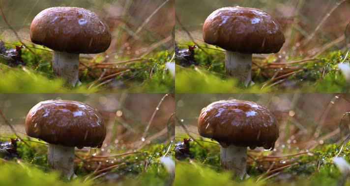 唯美雨景，春雨下雨，生机勃勃蘑菇菌类