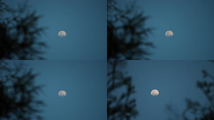 夜幕降临傍晚树影月亮风景4k