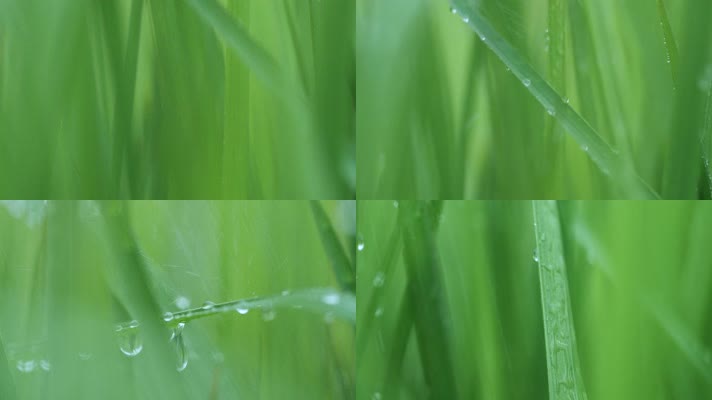 下雨天草丛小草水滴，唯美大自然