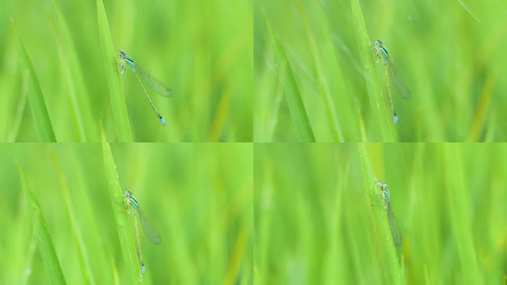 野外蜻蜓在草丛高清微距