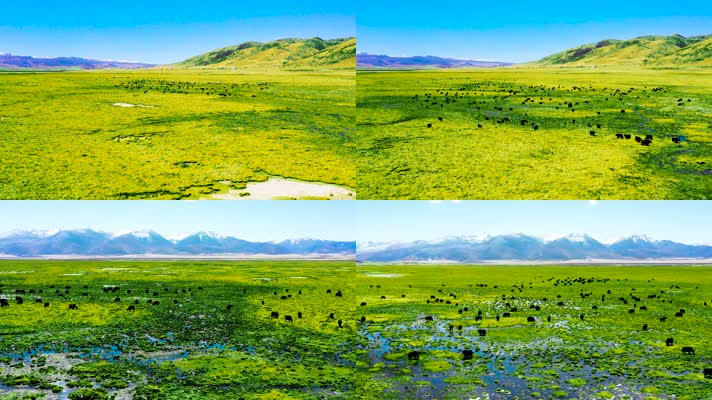 4K青藏高原草原航拍素材（绿）3