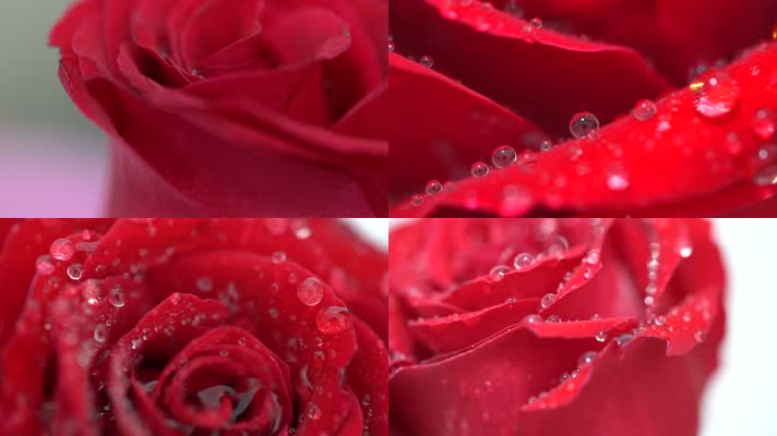 玫瑰花上的水滴，雨中的玫瑰可商用