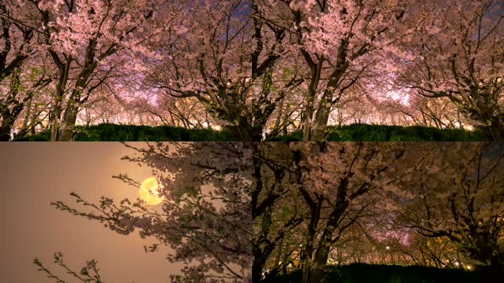 【4K】樱花夜景