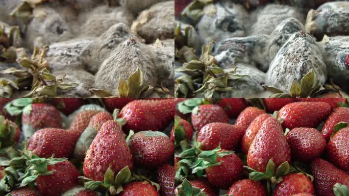 草莓发霉变质延时拍摄过期食品