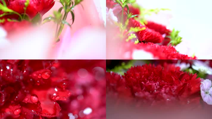 001 4K母亲节红色康乃馨花卉摄影特写