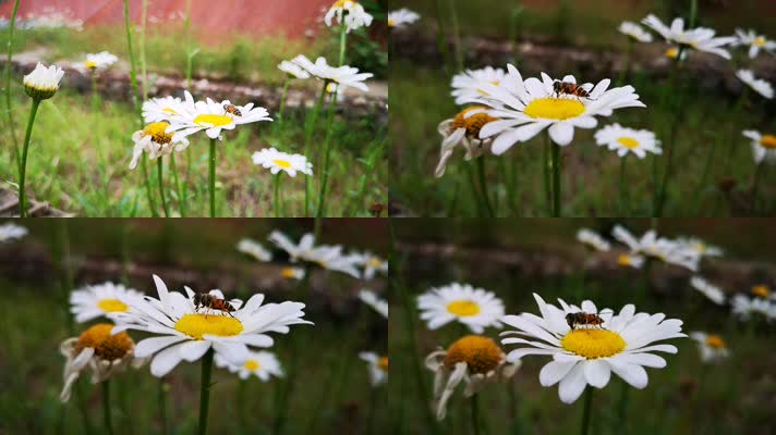 蜜蜂和白色花瓣黄色花蕊