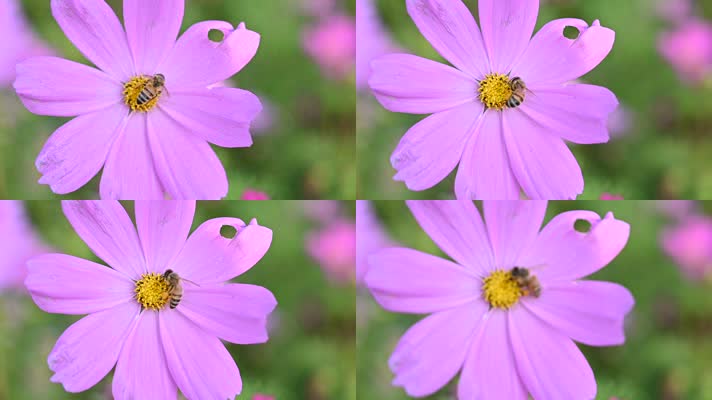 高清120帧1080p蜜蜂采蜜花儿绿叶特写微距