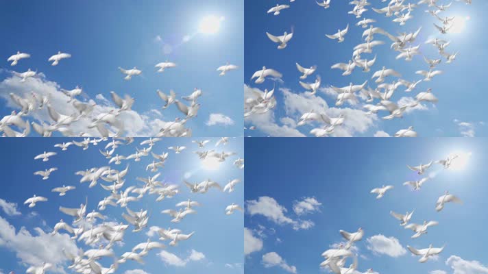 蓝天白云一群和平鸽起飞满天和平鸽飞翔