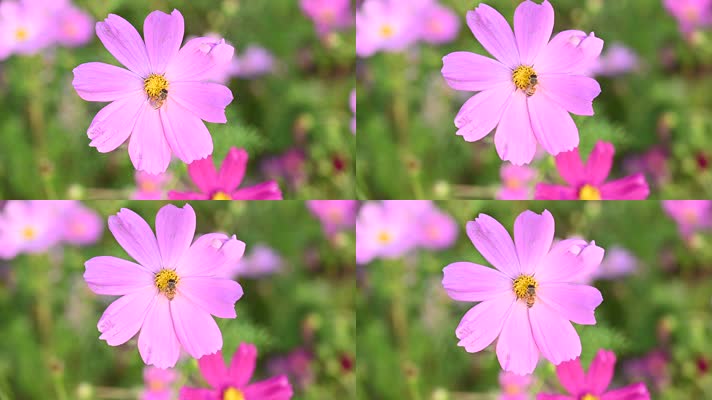 高清120帧1080p蜜蜂采蜜花儿绿叶特写微距