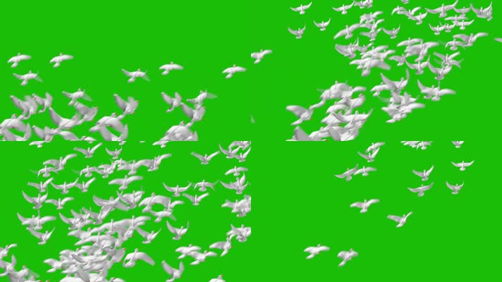 一群鸽子起飞绿幕鸽子飞翔素材带通道