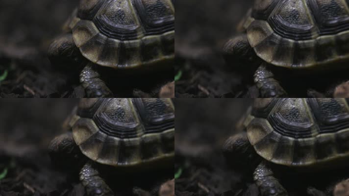 乌龟陆龟