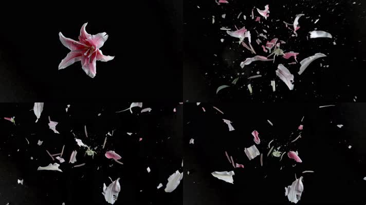 【4K】花朵破碎