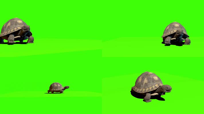 乌龟海龟绿屏