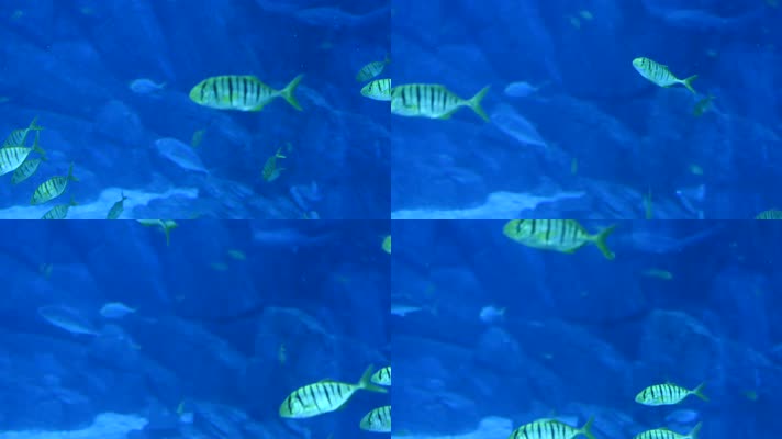 高清120帧1080p蓝色海底世界鱼群热带鱼