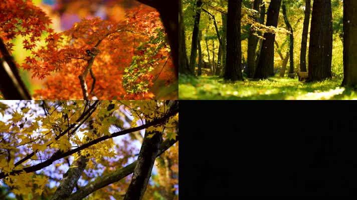 秋景落叶银杏枫叶公园唯美，4K多镜头特写