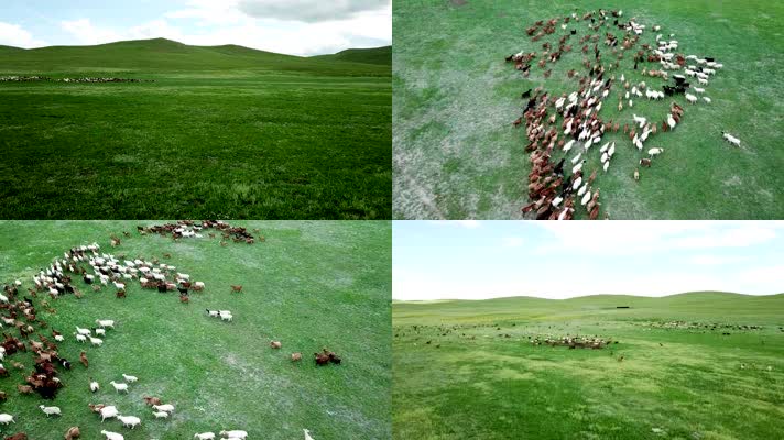 草原羊群放牧牧羊内蒙古，4K航拍大草原