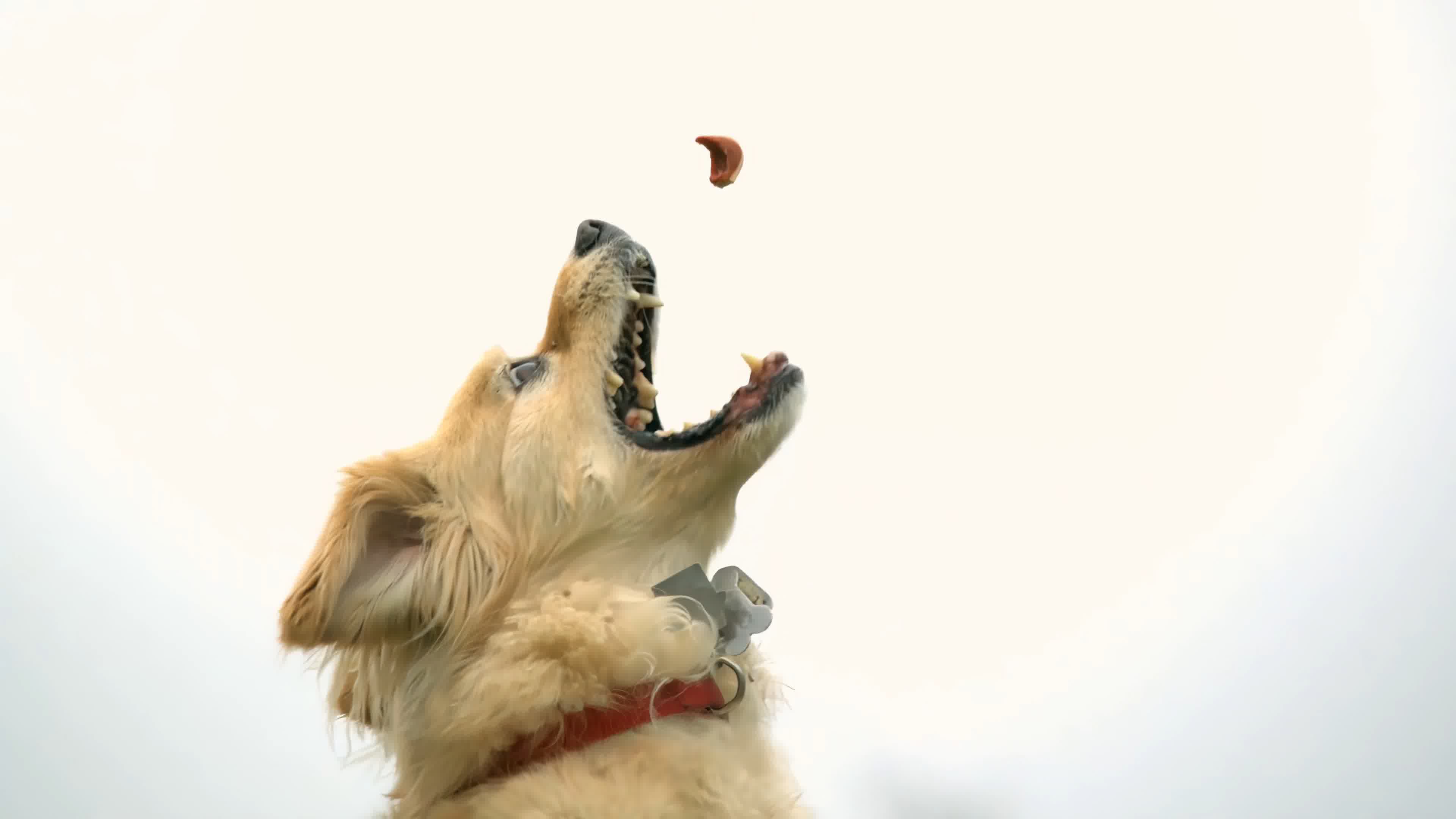 在微博分享了一组拿火腿肠喂流浪狗的照片……__财经头条