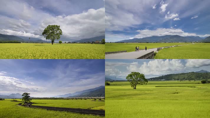 【4K】农村的水稻稻田（延时拍摄）
