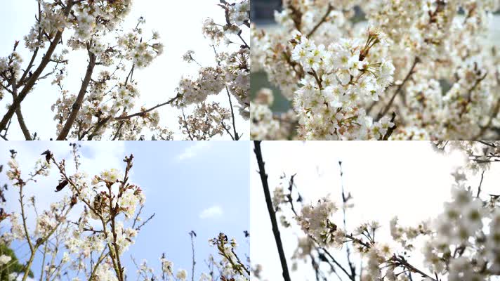 春季浪漫樱花盛开4K实拍素材2