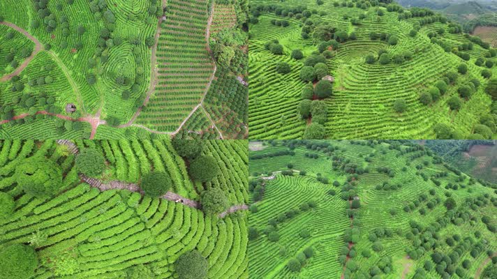 【4K】航拍茶山风景绿色美景茶园 