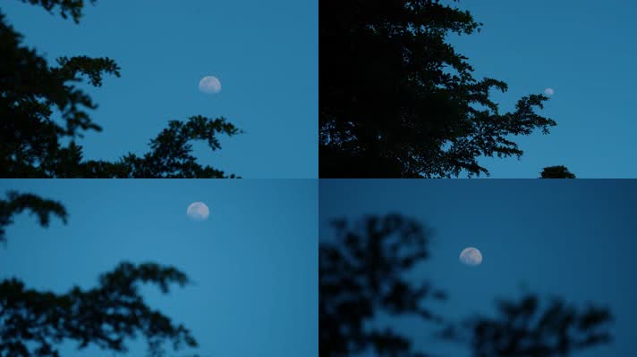 唯美傍晚月亮与风中的树影4k