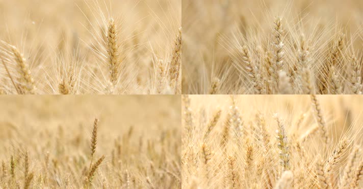 麦子丰收成熟麦穗