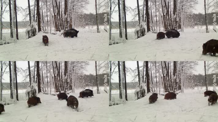 野猪，冬天森林野猪