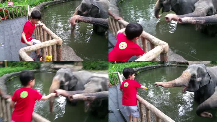亚洲象，游客大象玩耍，喂大象