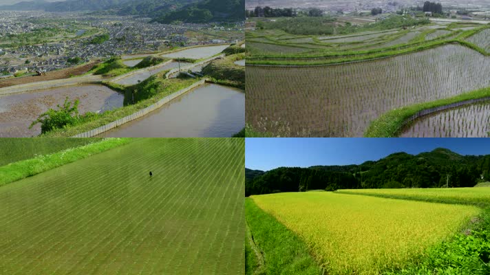 水稻种植梯田-丰收收割
