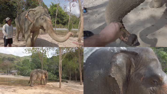 亚洲象，游客大象玩耍，喂象洗澡