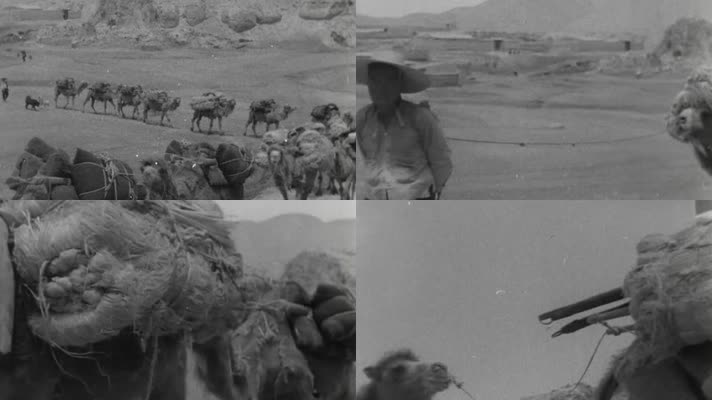 骆驼运输历史画面