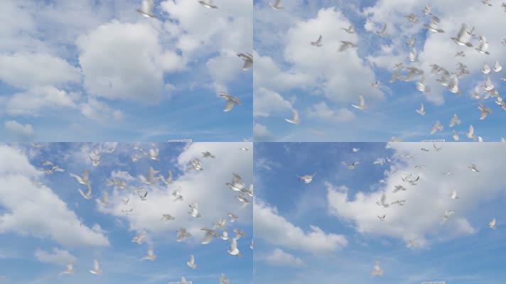 一群鸽子飞过蓝天和平鸽世界和平放飞梦想