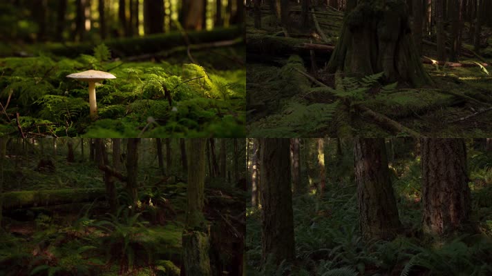 森林光影阳光透过森林蘑菇，4K唯美延时 