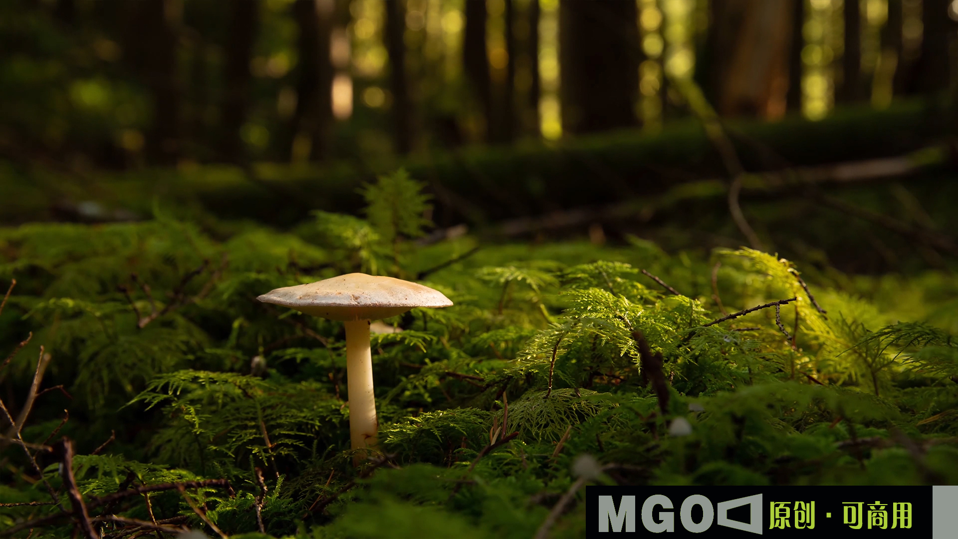 森林里的蘑菇高清图片-壁纸高清