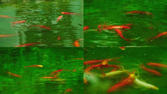 【4K】金鱼游动