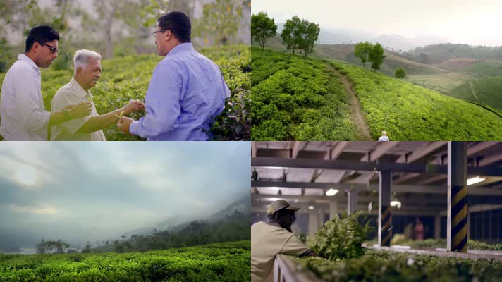 斯里兰卡高山茶园，锡兰茶叶采摘加工